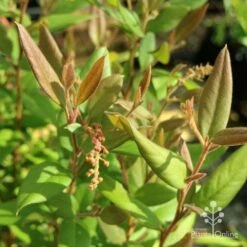 Grevillea Deua Flame -Bloom Field Shop deua flame foliage