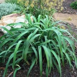 Dianella Cherry Red 15 Dianella Cherry Red -Bloom Field Shop dianella cherry red 500