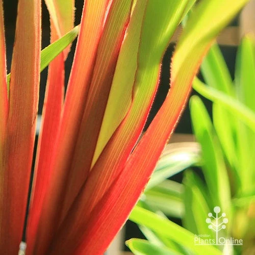 Dianella Cherry Red 3 Dianella Cherry Red