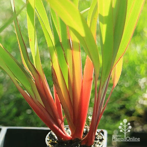 Dianella Cherry Red 4 Dianella Cherry Red - Image 2