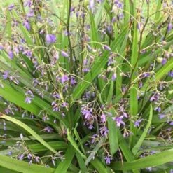 Dianella Emerald Fountain -Bloom Field Shop dianella emerald fountain 500