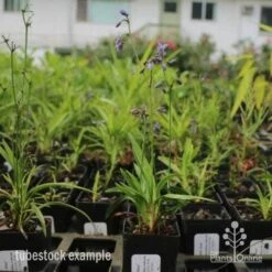 Dianella Little Jess -Bloom Field Shop dianella little jess 1 1