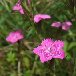 Dianthus - Maiden Pink - Seed -Bloom Field Shop dianthus maiden 2