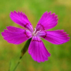 Dianthus - Maiden Pink - Seed -Bloom Field Shop dianthus maiden 3