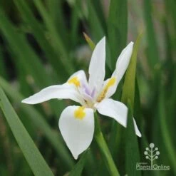 Dietes Tiny Dancer- Wild Iris - 68mm BIGGER Size -Bloom Field Shop dietes tiny dancer flower 1
