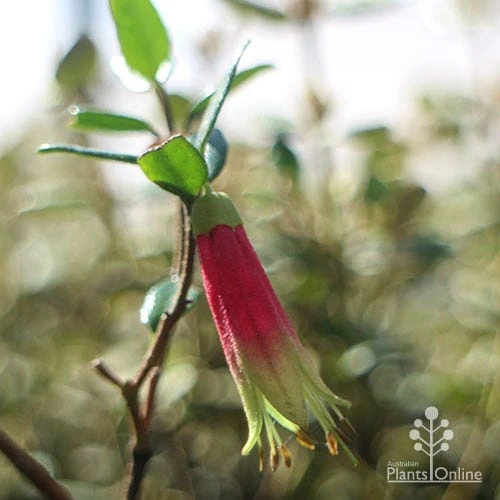 Correa Dinner Bells 7 Correa Dinner Bells - Image 5