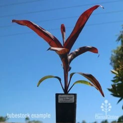 Cordyline Fruticosa Dr Brown -Bloom Field Shop dr brown tubestock