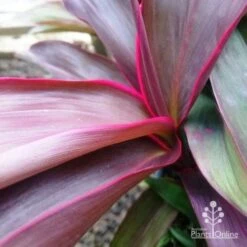 New Arrival -Bloom Field Shop dsc 6441 2