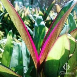 Cordyline Fruticosa Purple Prince -Bloom Field Shop dsc 6544 2