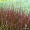 Pennisetum - Dwarf Purple Fountain Grass -Bloom Field Shop dwarf purple fountain grass