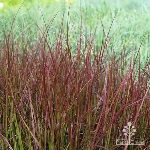 Pennisetum - Dwarf Purple Fountain Grass 3 Pennisetum - Dwarf Purple Fountain Grass