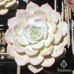 Echeveria Morning Beauty - Succulent 9 Echeveria Morning Beauty - Succulent -Bloom Field Shop eceheveria morning beauty