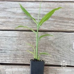 Zingiber - Edible Ginger -Bloom Field Shop edible ginger