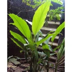 Zingiber - Edible Ginger -Bloom Field Shop edible ginger full