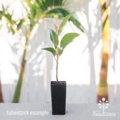 Elaeocarpus Prima Donna - Blueberry Ash -Bloom Field Shop elaeocarpus prima donna tube