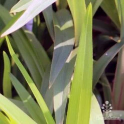 Dianella Cherry Red 21 Dianella Cherry Red -Bloom Field Shop em fountain v cherry red img 6989