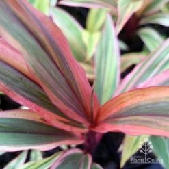 Cordyline Fruticosa Early Morning Diamond -Bloom Field Shop emd top view