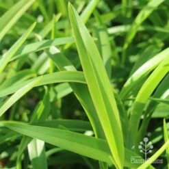 Dianella Emerald Fountain -Bloom Field Shop emerald fountain leaf