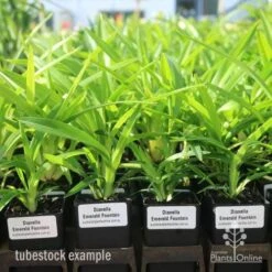 Dianella Emerald Fountain -Bloom Field Shop emerald fountain tubestock standard