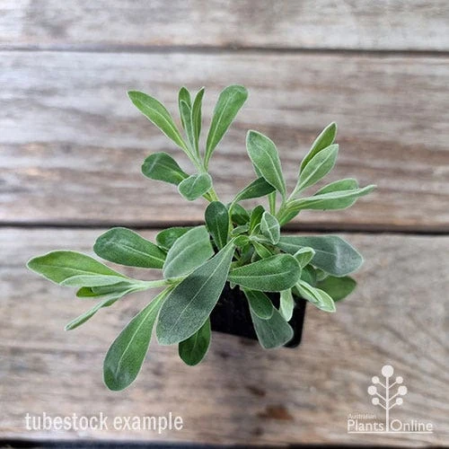 Eremophila Blue Horizon - Emu Bush 12 Eremophila Blue Horizon - Emu Bush - Image 10