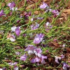 Eremophila Summertime Blue - Emu Bush 13 Eremophila Summertime Blue - Emu Bush -Bloom Field Shop eremophila summertime blue flickr cultivar413 crop