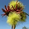 Eucalyptus Summer Scentsation - Flowering Gum