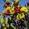 Australian Wildflower Illyarrie Redcap Gum - Seed 2 Australian Wildflower Illyarrie Redcap Gum - Seed -Bloom Field Shop eucalyptus illyarrie redcap
