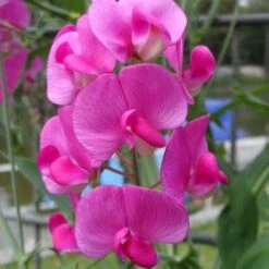 Bloom Field Shop -Bloom Field Shop everlasting pea closeup