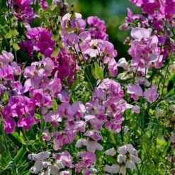 Sweet Pea Everlasting Mix - Seed -Bloom Field Shop everlasting peas in sun