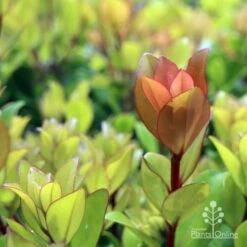 Metrosideros Little Ewan - Dwarf NZ Christmas Bush -Bloom Field Shop ewan leaf colour new