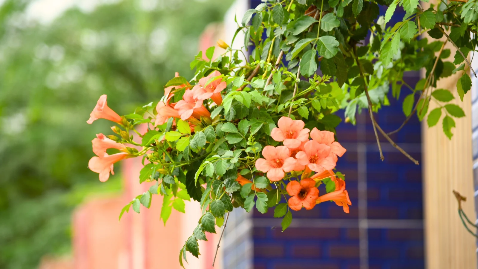 Bloom Field Shop -Bloom Field Shop fast growing vines