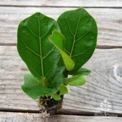 Ficus Lyrata Bambino - Fiddle Leaf Fig -Bloom Field Shop ficus bambino 2