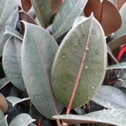 Ficus Elastica Burgundy - Rubber Plant -Bloom Field Shop ficus burgundy leaves