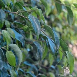 Ficus Benjamina Midnight Beauty - Weeping Fig -Bloom Field Shop ficus midnight beauty foliage