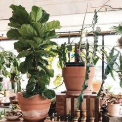 Ficus Lyrata - Fiddle Leaf Fig -Bloom Field Shop ficus lyrata in terracotta