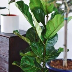 Ficus Lyrata - Fiddle Leaf Fig -Bloom Field Shop ficus lyrata leaf 500 1