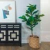 Ficus Lyrata - Fiddle Leaf Fig 2 Ficus Lyrata - Fiddle Leaf Fig -Bloom Field Shop ficus lyrata room 500 1