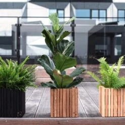 Ficus Lyrata - Fiddle Leaf Fig -Bloom Field Shop ficus lyrata wooden planter 500 1