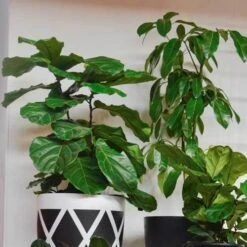 Ficus Lyrata Bambino - Fiddle Leaf Fig