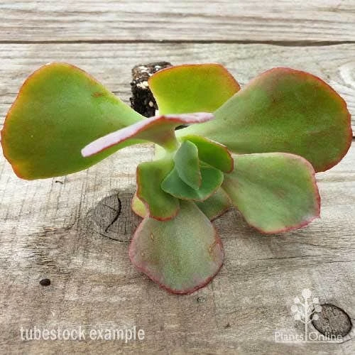 Echeveria Fire And Ice - Succulent 6 Echeveria Fire And Ice - Succulent - Image 4