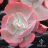 Echeveria Fire And Ice - Succulent -Bloom Field Shop fire and ice red 500