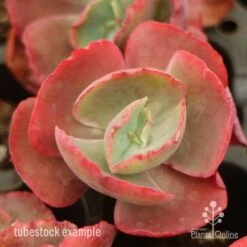 Echeveria Fire And Ice - Succulent 9 Echeveria Fire And Ice - Succulent -Bloom Field Shop fire ice top view