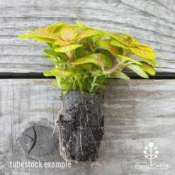 Fittonia Skeleton - Snakeskin Plant 9 Fittonia Skeleton - Snakeskin Plant -Bloom Field Shop fittonia skeleton plug 500 1