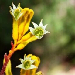 Anigozanthos Yellow Gem - Kangaroo Paw -Bloom Field Shop flannel flowers yellow 2 1
