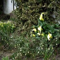 Correa Nummulariifolia - Roundleaf Correa 13 Correa Nummulariifolia - Roundleaf Correa -Bloom Field Shop flickr peganum correa reflexa numm 1
