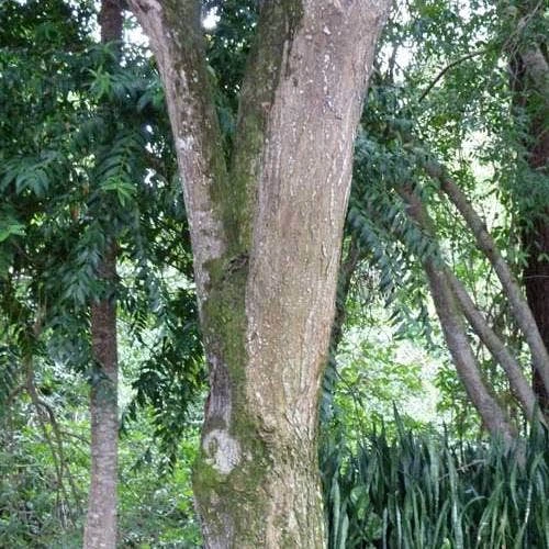 Burdekin Plum - Pleiogynium 13 Burdekin Plum - Pleiogynium - Image 11