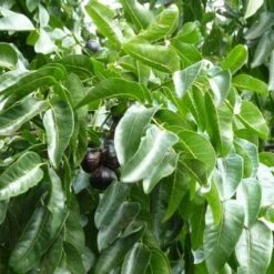 Burdekin Plum - Pleiogynium 17 Burdekin Plum - Pleiogynium -Bloom Field Shop flickr wendy cutler burdekin plum fruits