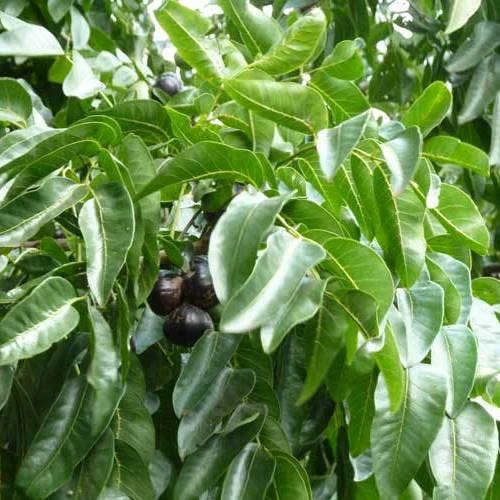 Burdekin Plum - Pleiogynium 6 Burdekin Plum - Pleiogynium - Image 4