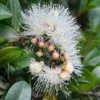 Syzygium Resilience - Lilly Pilly -Bloom Field Shop flower 2 4