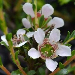 Leptospermum Liversidgei Mozzie Blocker 15 Leptospermum Liversidgei Mozzie Blocker -Bloom Field Shop flowers 2
